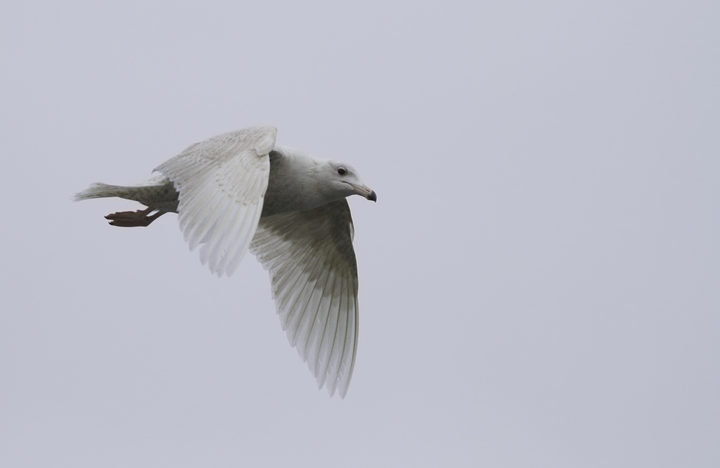 A first-cycle Glaucous Gull shadowed the boat for miles and miles of open ocean in Maryland and Delaware waters (2/5/2011). Photo by Bill Hubick.