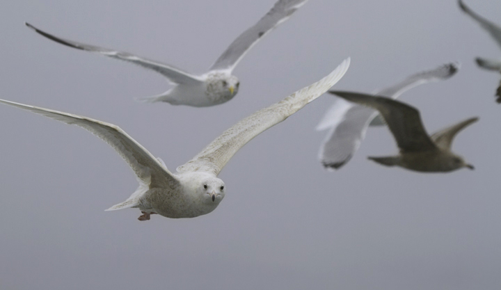 A first-cycle Glaucous Gull shadowed the boat for miles and miles of open ocean in Maryland and Delaware waters (2/5/2011). Photo by Bill Hubick.