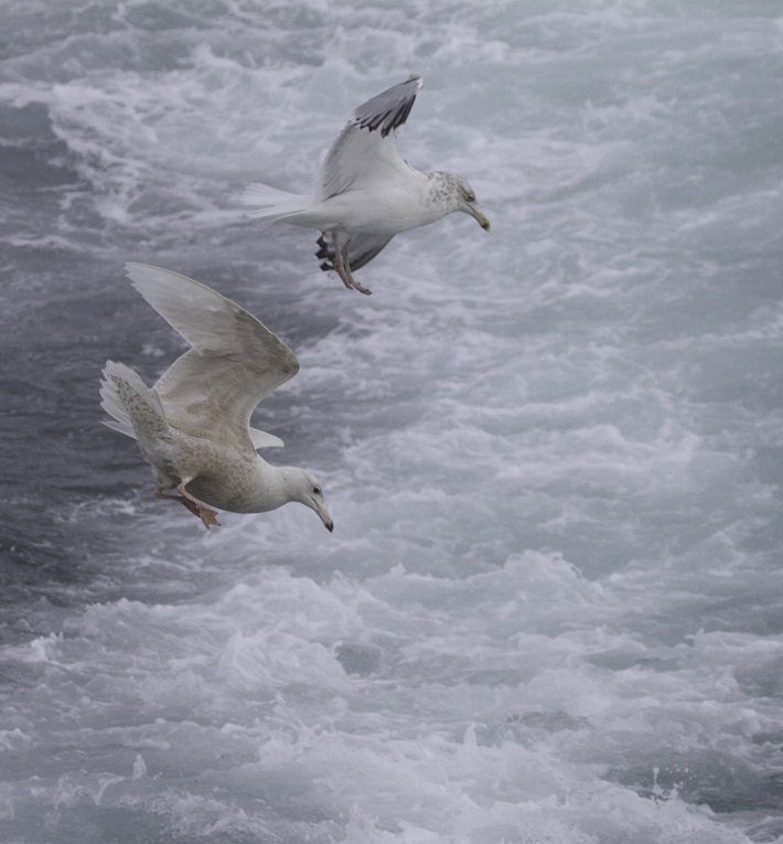 A first-cycle Glaucous Gull shadowed the boat for miles and miles of open ocean in Maryland and Delaware waters (2/5/2011). Photo by Bill Hubick.