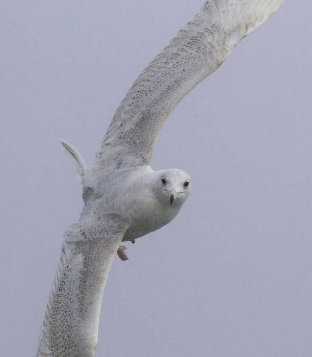 A first-cycle Glaucous Gull shadowed the boat for miles and miles of open ocean in Maryland and Delaware waters (2/5/2011). Photo by Bill Hubick.