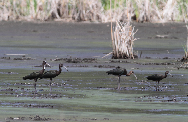 Juvenile Glossy Ibis foraging at Truitt's Landing, Maryland (7/31/2010). Photo by Bill Hubick.