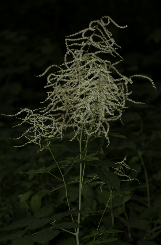 Goat's Beard (<em>Aruncus dioicus</em>) in Garrett Co., Maryland (6/12/2011). Host plant for Dusky Azure. Photo by Bill Hubick.