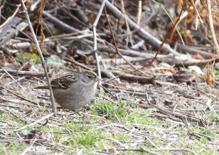 Maryland's first record of Golden-crowned Sparrow, photographed at Chesapeake Farms, Kent Co., Maryland (12/20/2010). Found the previous day by Bruce Peterjohn during the Lower Kent CBC. Exceptional find, Bruce! Photo by Bill Hubick.