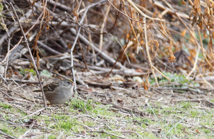 Maryland's first record of Golden-crowned Sparrow, photographed at Chesapeake Farms, Kent Co., Maryland (12/20/2010). Found the previous day by Bruce Peterjohn during the Lower Kent CBC. Exceptional find, Bruce! Photo by Bill Hubick.