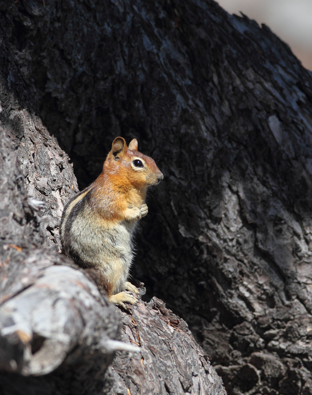 Golden-mantled Ground-squirrels on Mount Hood, Oregon (9/2/2010). Photo by Bill Hubick.