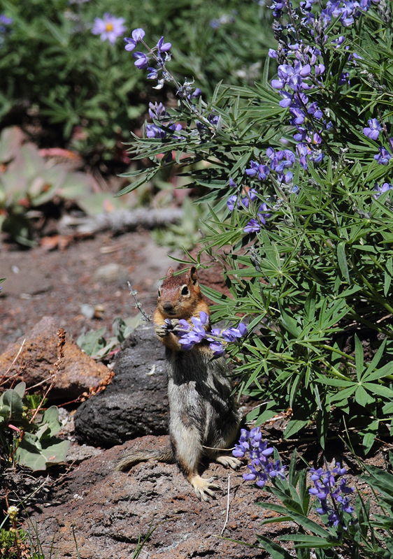 Golden-mantled Ground-squirrels on Mount Hood, Oregon (9/2/2010). Photo by Bill Hubick.