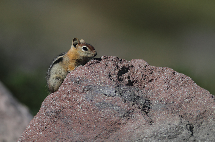 Golden-mantled Ground-squirrels on Mount Hood, Oregon (9/2/2010). Photo by Bill Hubick.