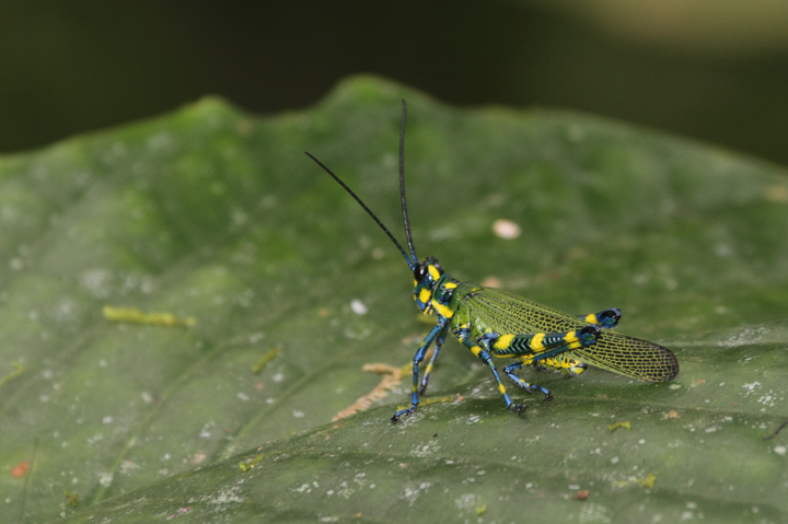 One of the coolest grasshoppers ever - hills near El Valle, Panama (7/13/2010). Photo by Bill Hubick.
