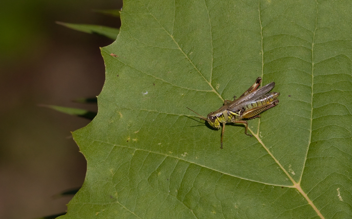 A Differential Grasshopper on a sycamore leaf in Anne Arundel Co., Maryland (10/4/2009).