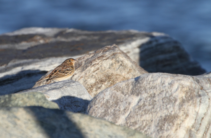 This migrant Grasshopper Sparrow was a highlight of a visit to Point Lookout SP during late fall migration. It flushed from a grassy area near the point and posed several times in highly uncharacteristic habitat. Backdrop is the mouth of the Potomac River! Photo by Bill Hubick.