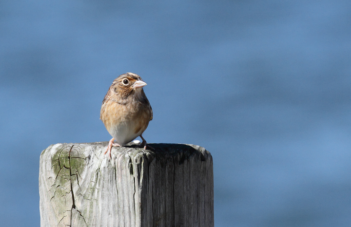 This migrant Grasshopper Sparrow was a highlight of a visit to Point Lookout SP during late fall migration. It flushed from a grassy area near the point and posed several times in highly uncharacteristic habitat. Backdrop is the mouth of the Potomac River! Photo by Bill Hubick.