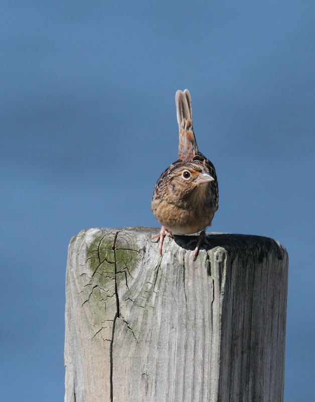 This migrant Grasshopper Sparrow was a highlight of a visit to Point Lookout SP during late fall migration. It flushed from a grassy area near the point and posed several times in highly uncharacteristic habitat. Backdrop is the mouth of the Potomac River! Photo by Bill Hubick.