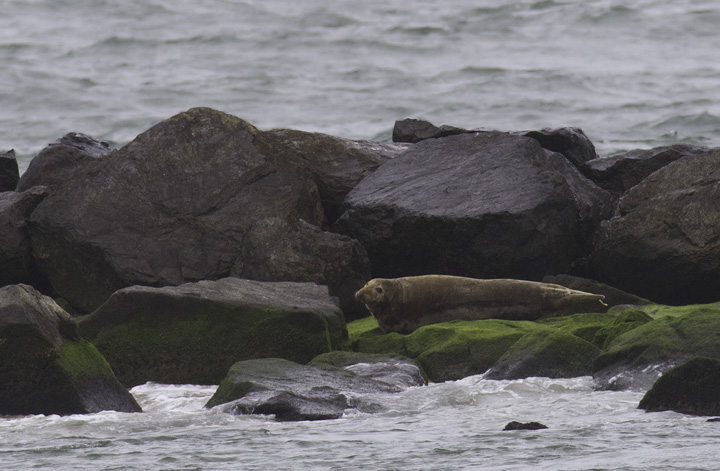 A GRAY SEAL roosting on the south jetty at the Ocean City Inlet (5/14/2011). This species is expanding in the Northeast, so maybe we in Maryland will be treated to more sightings of this species. <a href='http://d35ei7ijlpqg4z.cloudfront.net/rangemap-5-1029-7-650894546048723948.jpg' class='text' target='_blank'>Range Map</a> Photo by Bill Hubick.