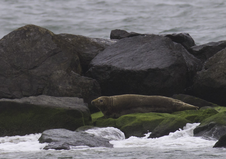 A GRAY SEAL roosting on the south jetty at the Ocean City Inlet (5/14/2011). This species is expanding in the Northeast, so maybe we in Maryland will be treated to more sightings of this species. <a href='http://d35ei7ijlpqg4z.cloudfront.net/rangemap-5-1029-7-650894546048723948.jpg' class='text' target='_blank'>Range Map</a> Photo by Bill Hubick.