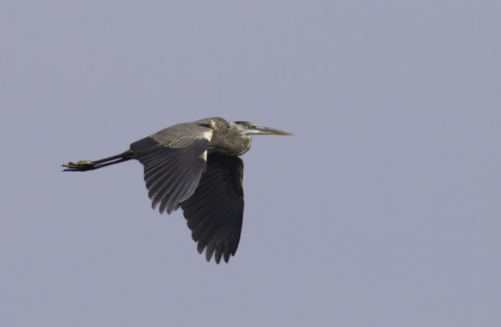 A Great Blue Heron at Fort Smallwood Park, Maryland (5/22/2011). Photo by Bill Hubick.