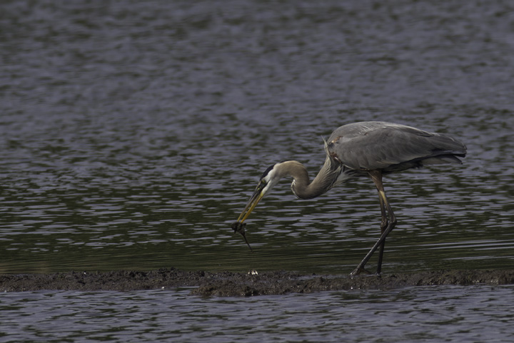 A Great Blue Heron prepares a catfish lunch. Sue Ricciardi pointed out that it typically takes catfish to the small island before swallowing them, while other species are simply tossed back. We theorized that killing the catfish on dry land reduces the risk of harm via the catfish's sharp fins. Photo by Bill Hubick.