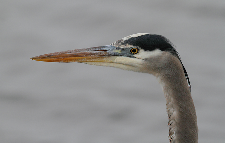 A Great Blue Heron at Blackwater NWR, Maryland (12/25/2009). Photo by Bill Hubick.