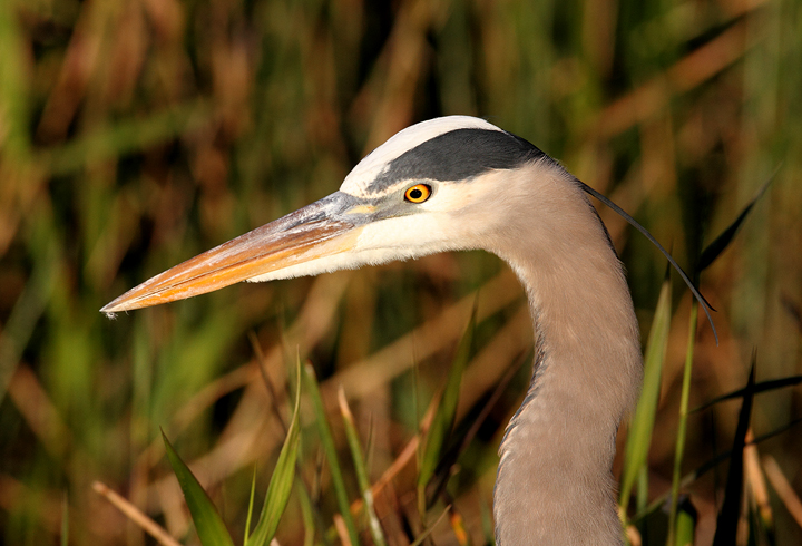 A Great Blue Heron hunts along a trail in the Everglades (2/26/2010). Photo by Bill Hubick.