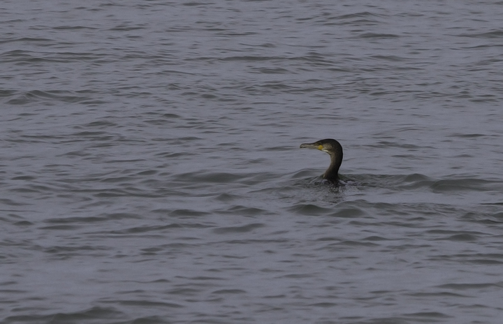 An adult Great Cormorant fishing in the Ocean City Inlet, Maryland (2/26/2011). Photo by Bill Hubick.