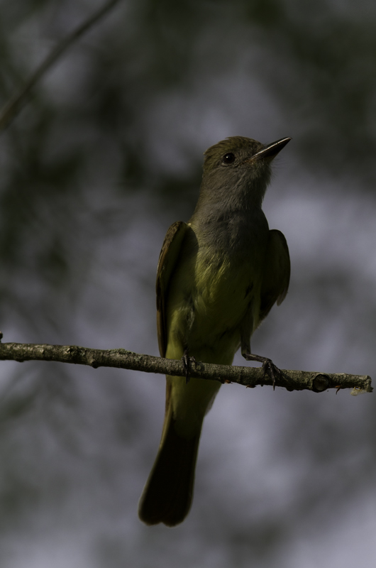 A Great Crested Flycatcher in Queen Anne's Co., Maryland (6/18/2011). Photo by Bill Hubick.