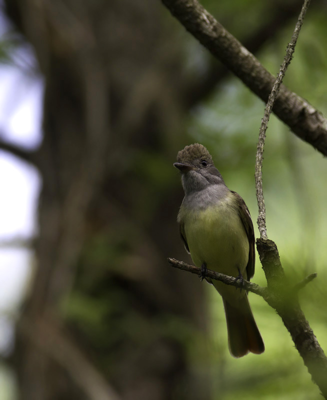 A Great Crested Flycatcher in Somerset Co., Maryland (5/11/2011). Photo by Bill Hubick.