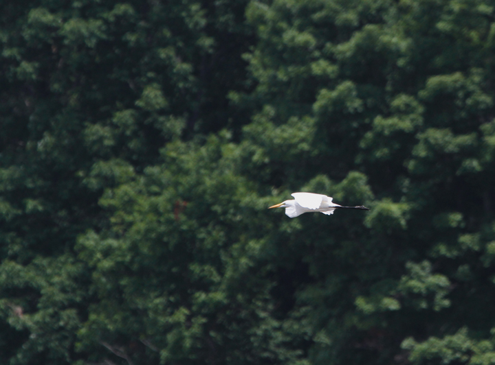 A Great Egret at Youghiogheny Reservoir, Garrett Co., Maryland (7/24/2010). This was my county closeout in Maryland (seen in all 23 of 23 counties). Photo by Bill Hubick.