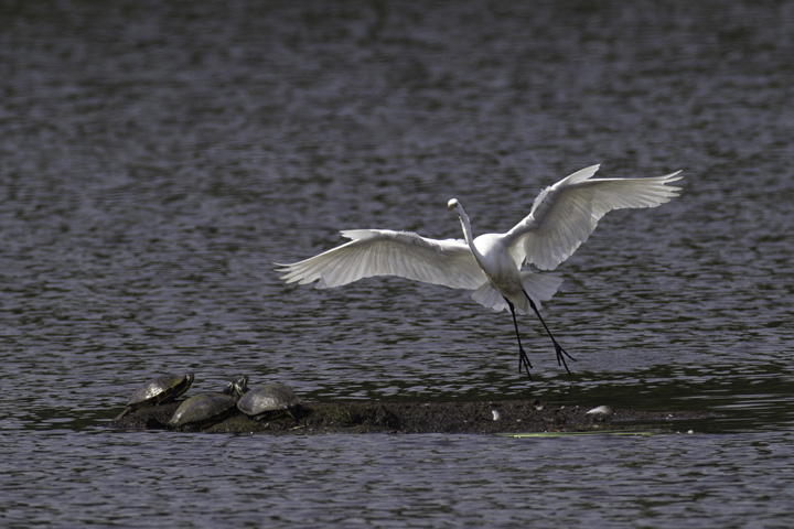 A Great Egret lands among turtles at Fort Smallwood, Maryland (5/22/2011). Photo by Bill Hubick.