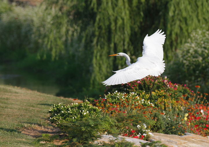 A Great Egret near Smithsburg, Maryland (7/24/2010). Scarce in Washington County. In the top-left corner, you can make out a Spot-winged Glider (dragonfly). I was pleasantly surprised that this insect was identifiable in the shot. Photo by Bill Hubick.