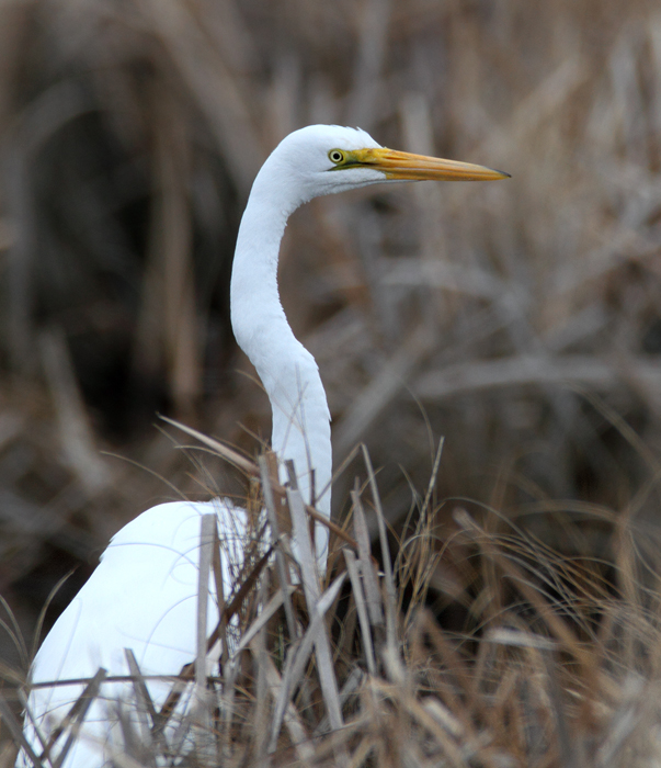 A Great Egret - scarce in winter - in Worcester Co., Maryland (1/24/2010). Photo by Bill Hubick.