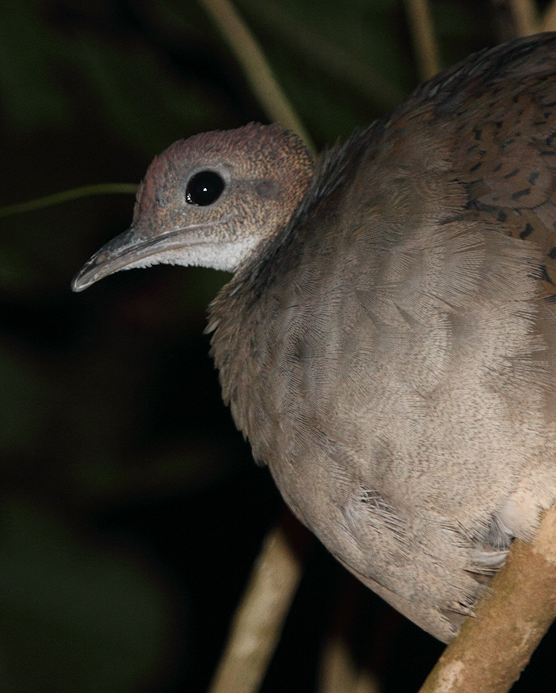 A Great Tinamou roosting in a tree at night. Although its beautiful song is heard regularly in this area, this was a very unexpected opportunity to study this reclusive ground-dwelling bird (Panama, July 2010). Photo by Bill Hubick.