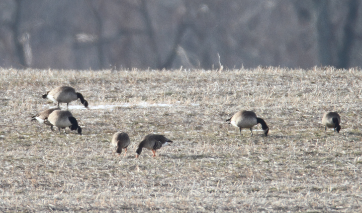 Distant documentation: Two Greater White-fronted Geese in Queen Anne's Co., Maryland (1/16/2011). Photo by Bill Hubick.
