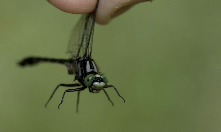 Green-faced Clubtail in Washington Co., Maryland (6/4/2011). Photo by Bill Hubick.