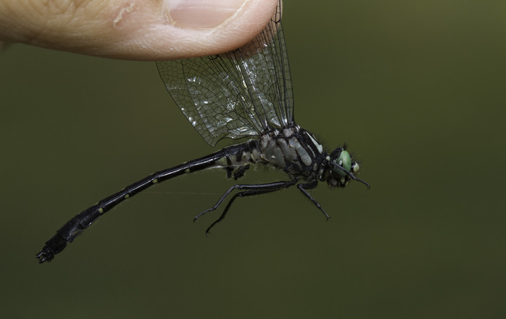 Green-faced Clubtail in Washington Co., Maryland (6/4/2011). Photo by Bill Hubick.