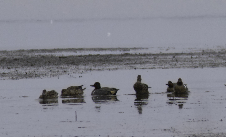 A Green-winged Teal x Common Teal intergrade at Tanyard Marsh, Caroline Co., Maryland (3/27/2011). Note the presence of both the vertical white stripe associated with Green-winged Teal and the horizontal white stripe associated with Common Teal. Photo by Bill Hubick.