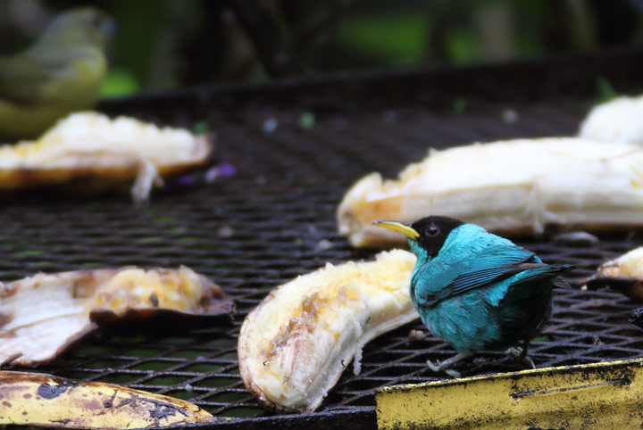 A male Green Honeycreeper drops in at the Canopy Lodge feeders (7/12/2010). Photo by Bill Hubick.