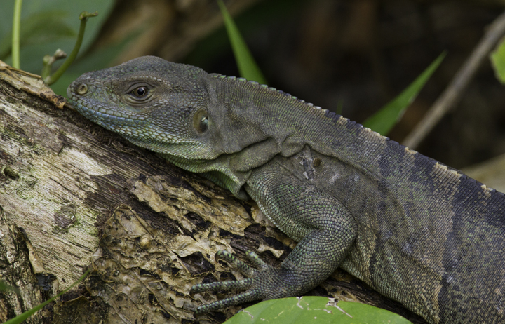 A resting Ctenosaur, or Spiny-tailed Iguana (<em>Ctenosaura similis</em>), near El Valle, Panama (7/14/2010). Photo by Bill Hubick.