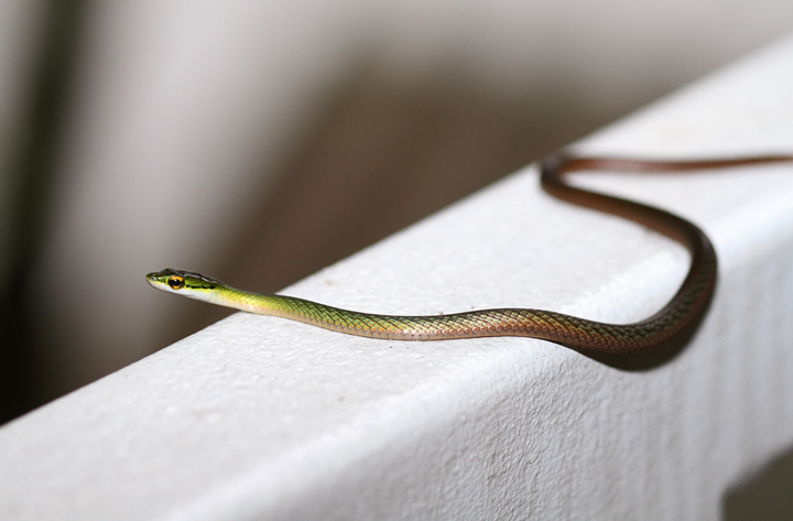 A Green Parrot Snake (<em>Leptophis ahaetulla</em>) near El Valle, Panama (7/10/2010). Photo by Bill Hubick.