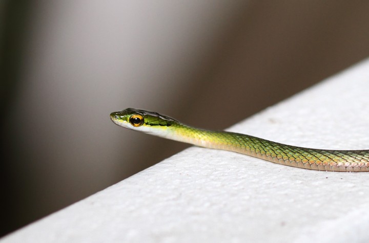 A Green Parrot Snake (<em>Leptophis ahaetulla</em>) near El Valle, Panama (7/10/2010). Photo by Bill Hubick.