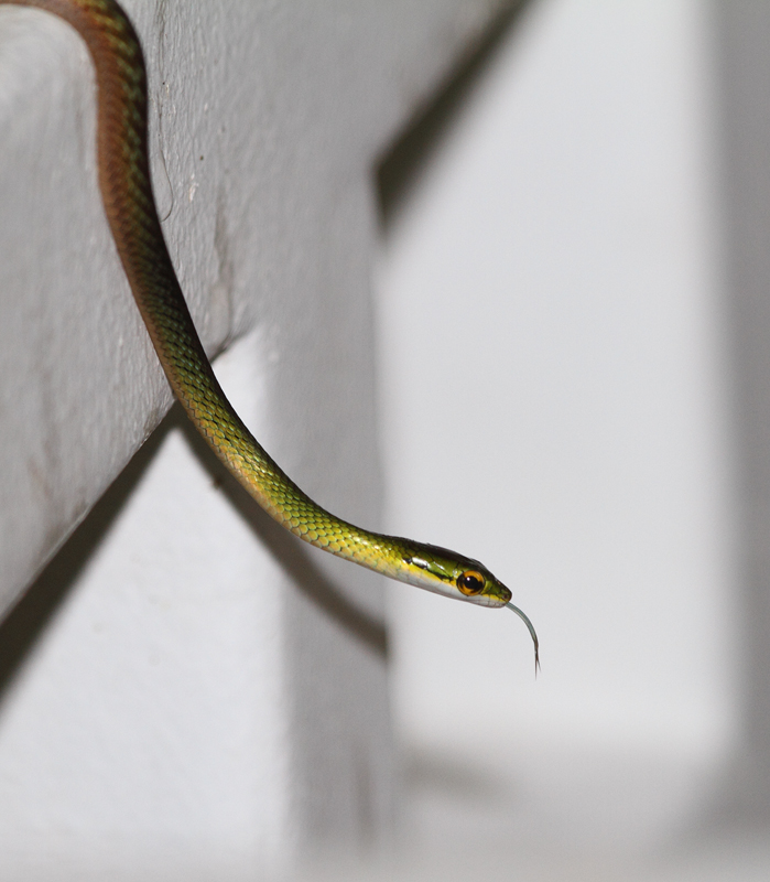 A Green Parrot Snake (<em>Leptophis ahaetulla</em>) near El Valle, Panama (7/10/2010). Photo by Bill Hubick.