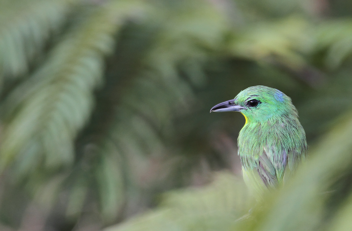 A gorgeous Green Shrike-Vireo permits a rare glance and brief photo shoot (Panama, July 2010). Photo by Bill Hubick.