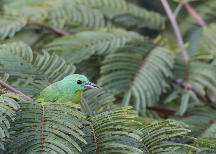 A gorgeous Green Shrike-Vireo permits a rare glance and brief photo shoot (Panama, July 2010). Photo by Bill Hubick.