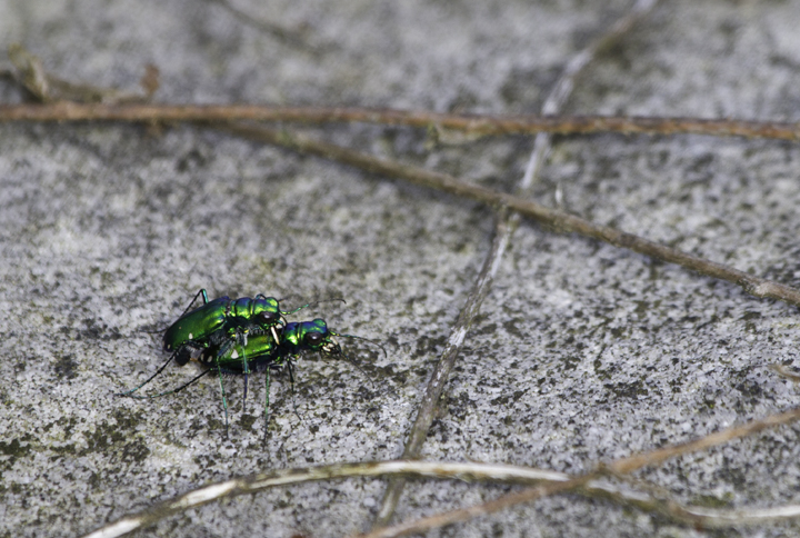 Mating Six-spotted Tiger Beetles in a bog in Garrett Co., Maryland (6/12/2011). Photo by Bill Hubick.