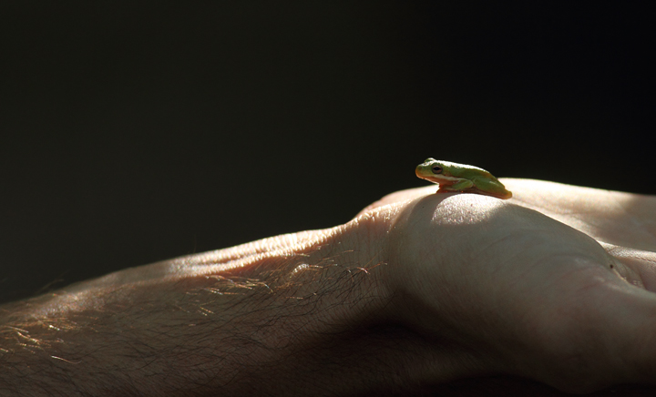 One of several Green Tree Frogs found in a wooded area about a mile from the Patuxent River in Calvert Co., Maryland (10/2/2010). Finder and frog model credit goes to Mikey Lutmerding. Photo by Bill Hubick.