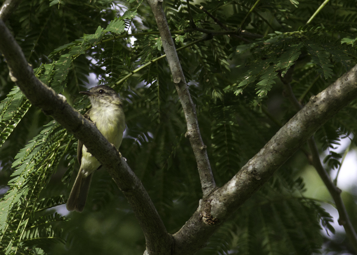 A Greenish Elaenia near the Canopy Tower, Panama (7/16/2010). Photo by Bill Hubick.