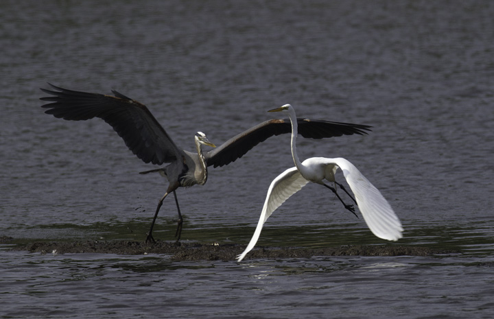 A Great Blue Heron chases off a Great Egret - Fort Smallwood, Maryland (5/22/2011). Photo by Bill Hubick.
