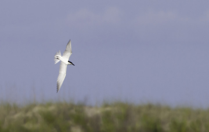 A Gull-billed Tern near Cape Point, North Carolina (5/28/2011). Photo by Bill Hubick.