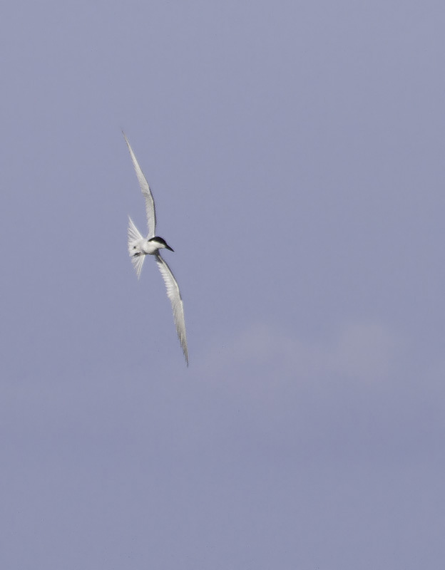 A Gull-billed Tern near Cape Point, North Carolina (5/28/2011). Photo by Bill Hubick.