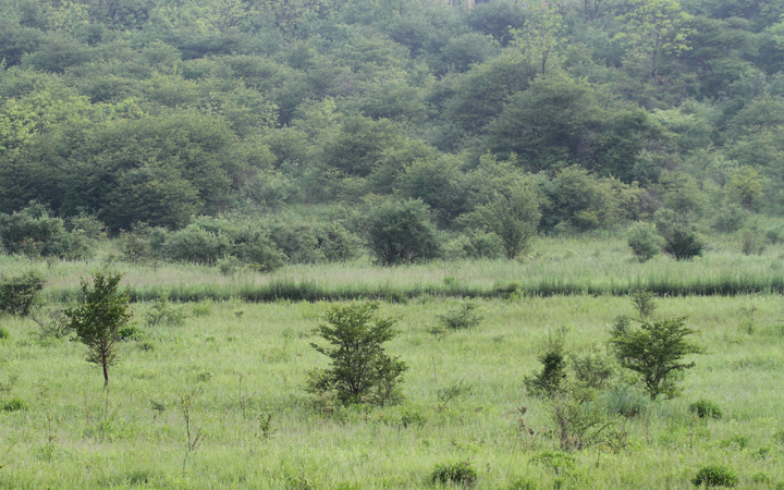 Golden-winged Warbler habitat in western Allegany Co., Maryland (May 2010). Photo by Bill Hubick.