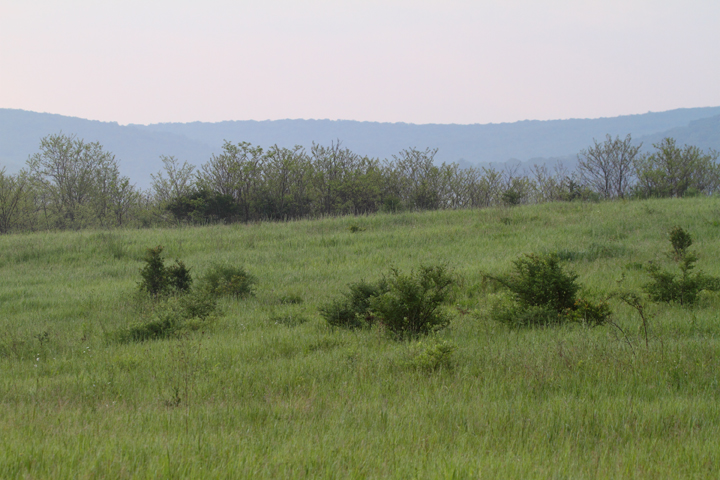 Golden-winged Warbler habitat in western Allegany Co., Maryland (May 2010). Photo by Bill Hubick.