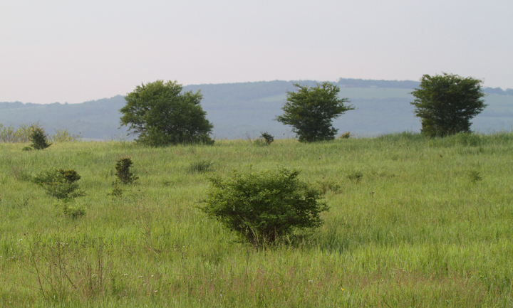 Golden-winged Warbler habitat in western Allegany Co., Maryland (May 2010). Photo by Bill Hubick.
